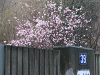 Яблони в цвету (10 февраля).